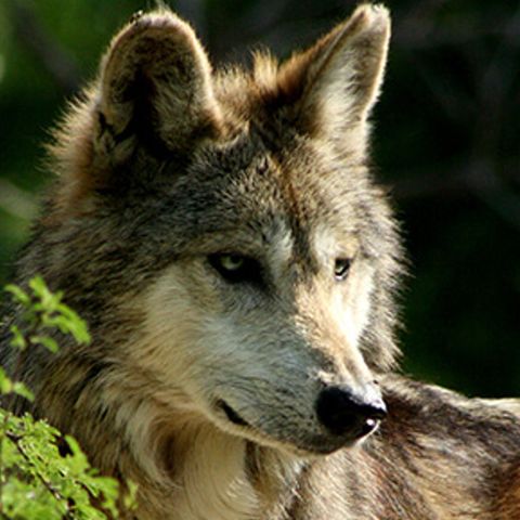 Nacen seis ejemplares de lobo gris en Tamaulipas