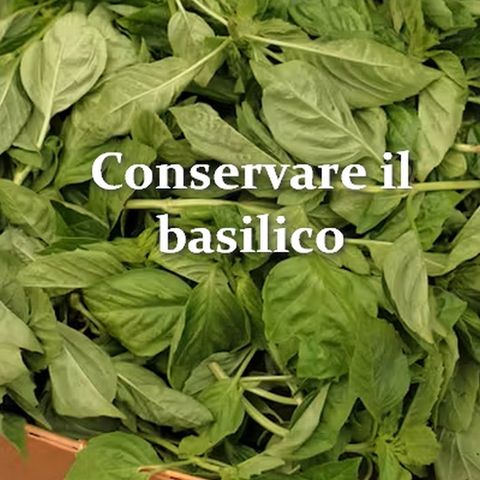 Come conservare il basilico: guida completa
