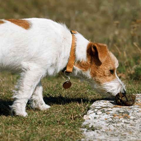 The Dangers of Your Dog Eating Its Own Poop.