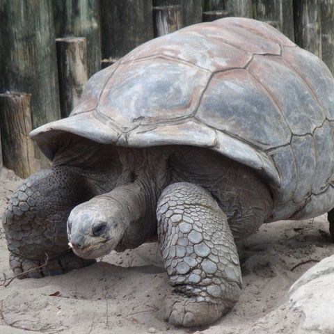6: 'Let's All Go to the Movies!', part 1 / The Most Unfortunate Trait of the Giant Tortoise