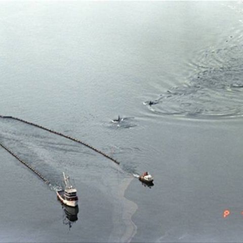 Scientists Remember Exxon Valdez 25 Years Later