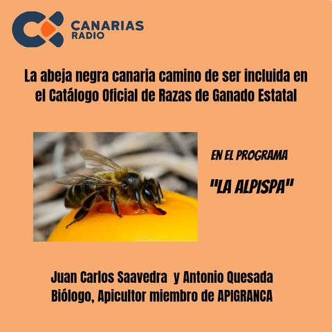 La abeja canaria raza a cuidar