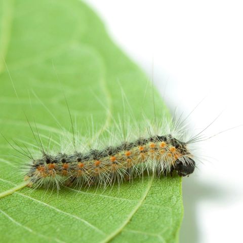 Did you miss Buggy Joe?  Fall web worm and bagworms