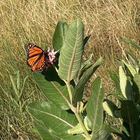 Looking for Butterflies