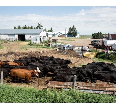 The Family Farm Lives on in North Dakota