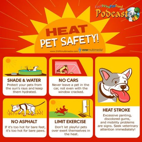 Dealing With Heat Affected Dogs - Dr Karyn Wesselingh