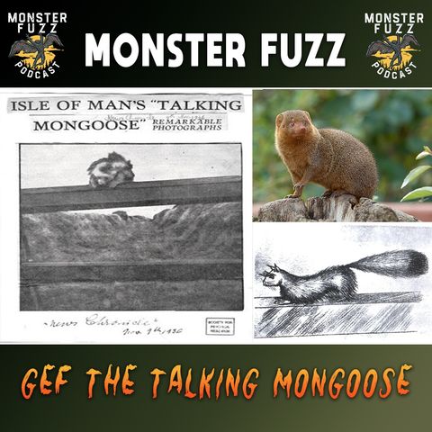 Gef the talking Mongoose!