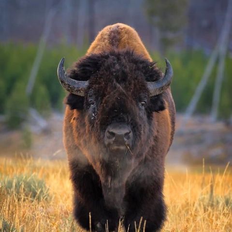 Buongiorno in connessione al bisonte, preghiera e abbondanza!