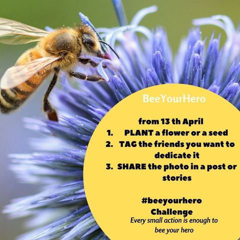 #42 - Bee Your Hero Challenge: pianta un fiore e salva un'ape! Cos'è e come partecipare