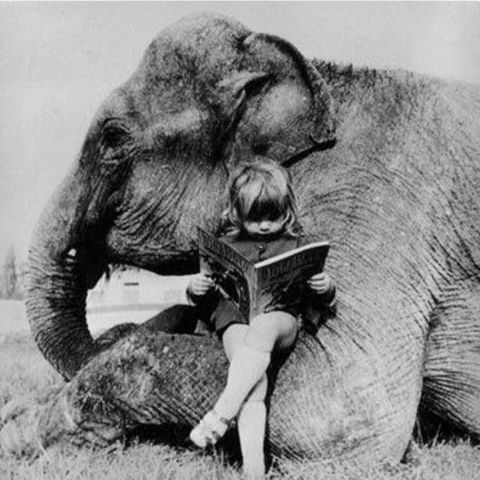 La storia dell'Elefante e dei figli cechi del proprietario che lo lavarono.