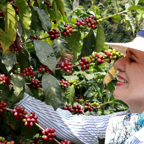 De la finca a la taza en 15 días: la promesa del mejor café colombiano que se consume en Estados Unidos