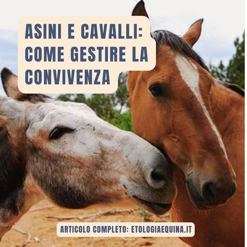 Asini e cavalli: come gestire la convivenza