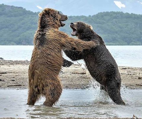 Animals Conflicts
