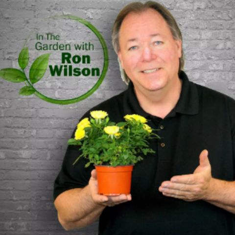 In the Garden with Ron Wilson 4/13/2024 Hour 2