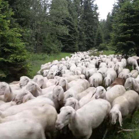 Lupi, predata una pecora fra le urla dei due giovani pastori – VIDEO