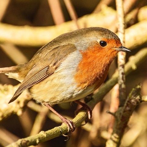 LeicesterSounds #2 - Roger The Robin, Aylestone Meadows, 6th January 2018