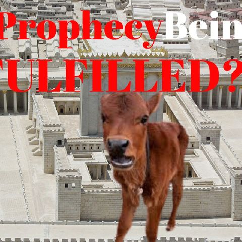 33:3 News - Is The Red Heifer Prophetically Important?