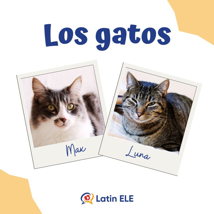44. Los gatos 😺 (Cat Vocabulary in Spanish)