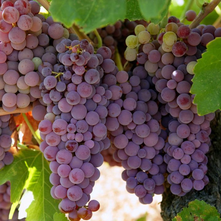 El cambio climático amenaza a los mejores vinos españoles