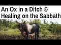 Sabbath Keeping - An Ox in a Ditch and Healing on the Sabbath