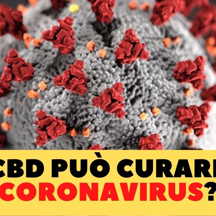 CBD e Coronavirus - Il Cannabidiolo Può Curare Il Coronavirus