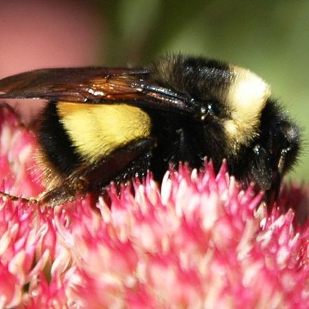 More Bad Buzz for Bees