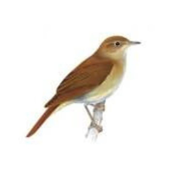 कुदरत के प्यारे परिंदे - Extinction of Birds (Duniya Mere Aage, 16 November 2022)