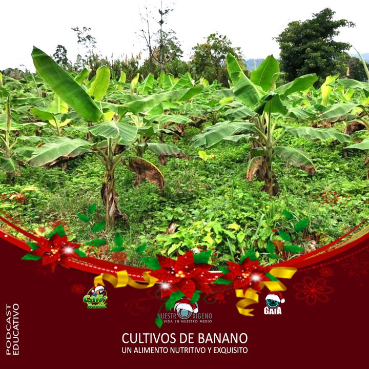 NUESTRO OXÍGENO Cultivos de banano un alimento nutritivo y exquisito – Ing. Yorlan Díaz