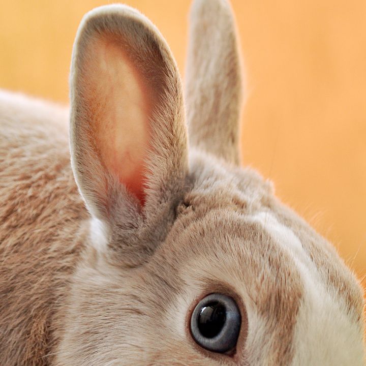 46 - Come si distingue un Coniglio da una Lepre? - Zoologia