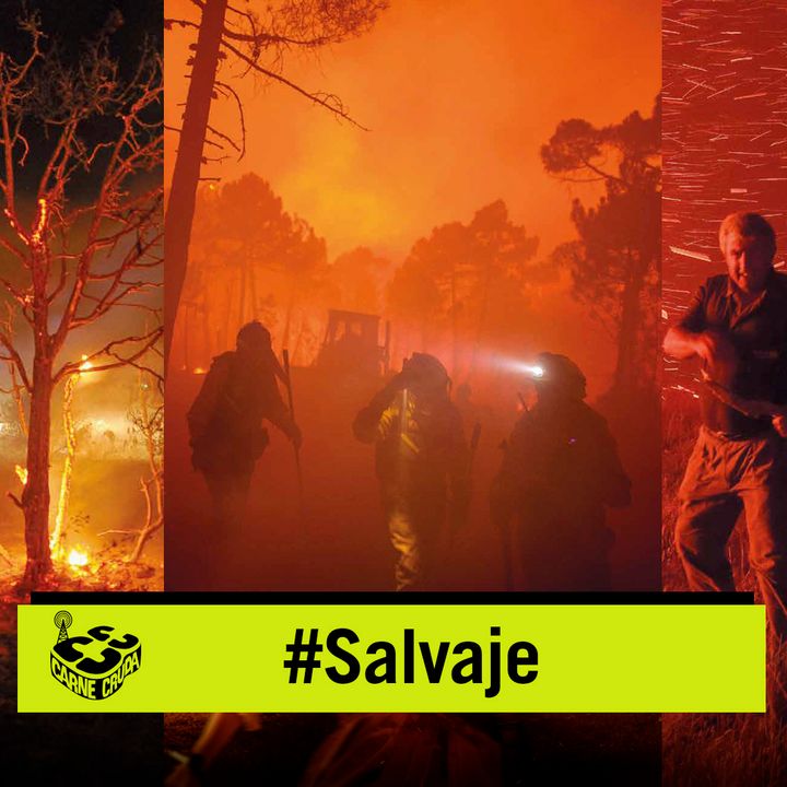 Incendios: el abandono prende la llama (SALVAJE - CARNE CRUDA #837)