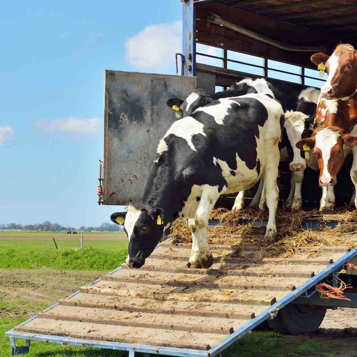 Animali dentro: caratteristiche e difficoltà del trasporto bestiame