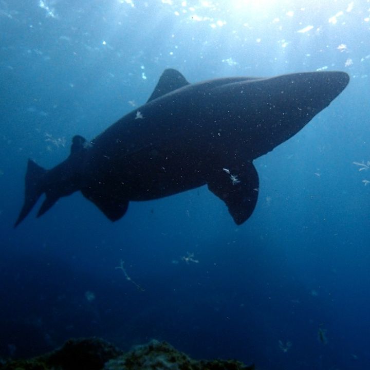 Los secretos del tiburón solrayo | Planeta Agua #16