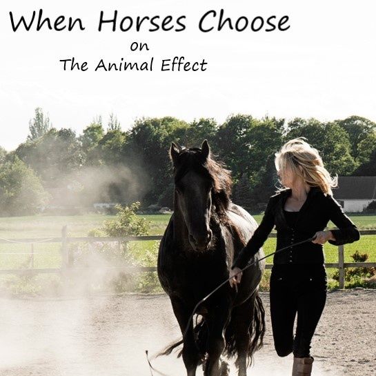 Animal Effect - When Horses Choose