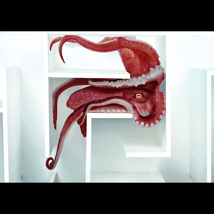Octopus vs Underwater Maze