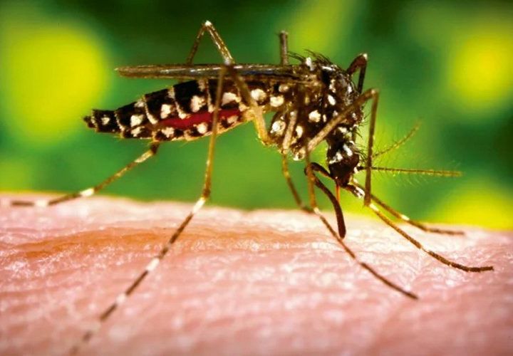 Prevenção contra a dengue deve ser reforçada neste segundo semestre
