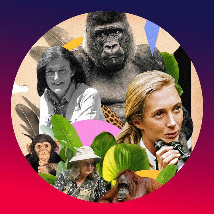 Jane Goodall, Dian Fossey, Biruté Galdikas