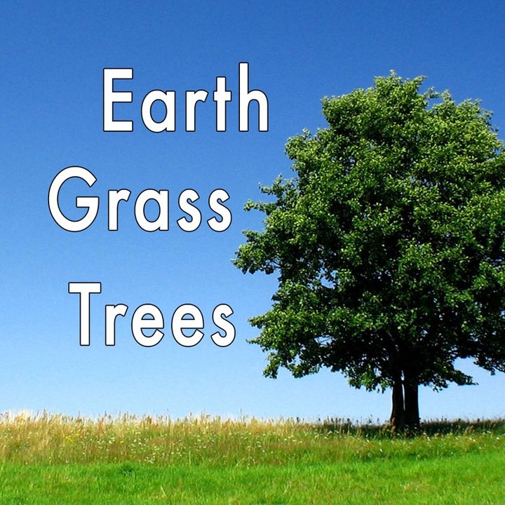 Earth And Trees, Genesis 1:9-12