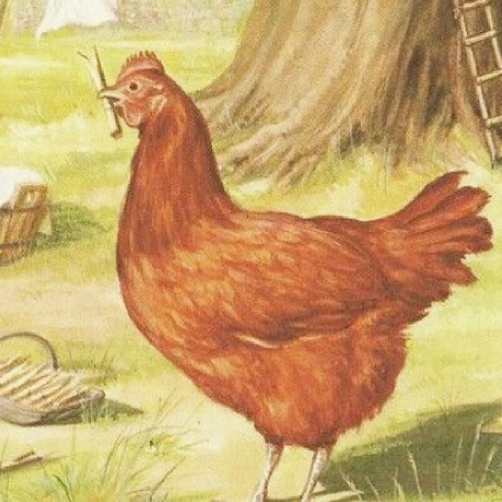 What Next After Rejection?.... Lessons From The Little Red Hen