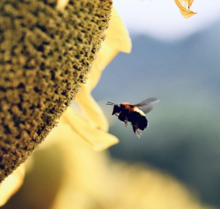 SOS api i pesticidi persistono nel polline