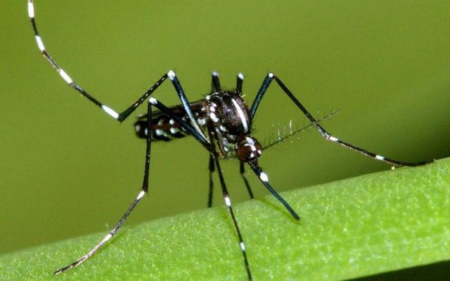 Regioni: contro Dengue bonifiche e prevenzione