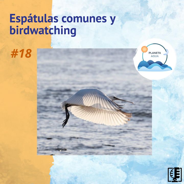 Espátulas comunes y birdwatching | Planeta Agua #18