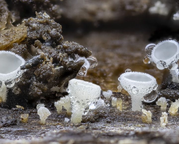 Custodi del carbonio, alleati del clima: i funghi sono l’arma segreta del suolo
