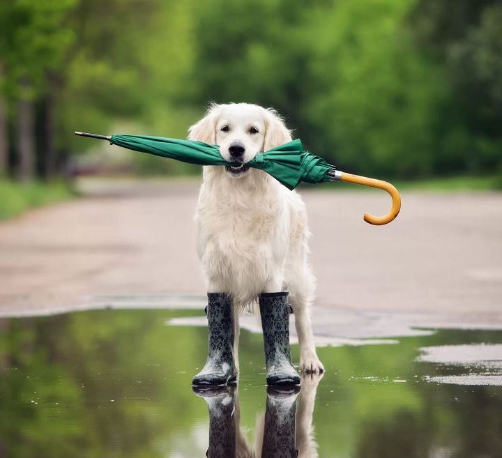 Dogs Love Playing In The Rain