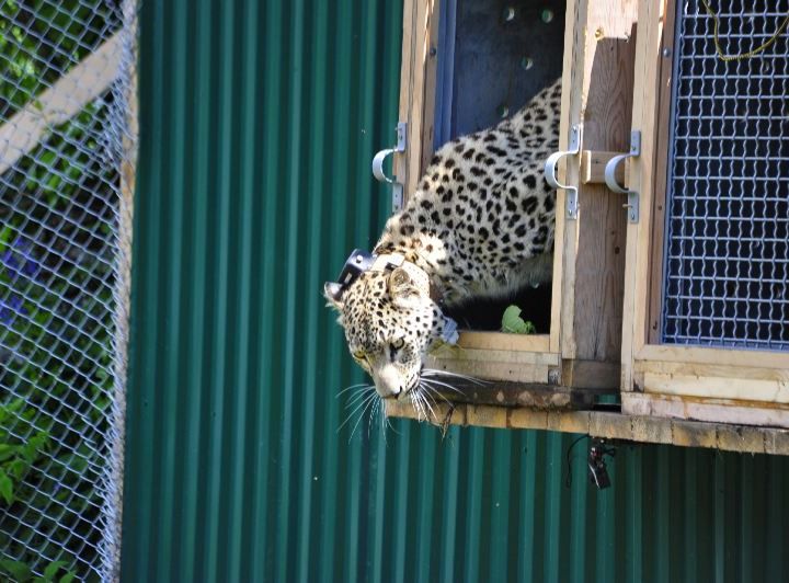 Tras la pista del la reintroducción del leopardo persa del Caucaso, con Andrés Peredo | Oikos #27