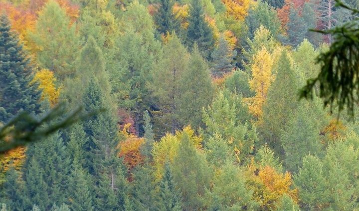 Foreste europee in crescita ma il loro futuro è incerto