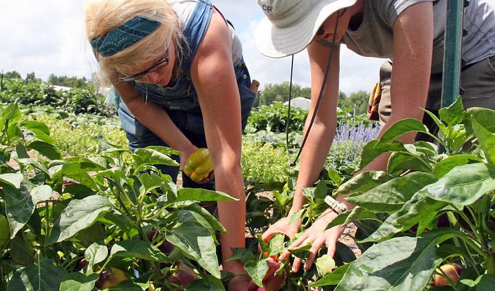 FAO, agricoltura decisiva per aiutare il clima ecco le cinque azioni da attuare subito