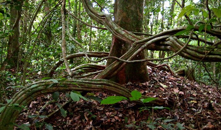 La deforestazione nel bacino del Congo cresce a ritmi preoccupanti