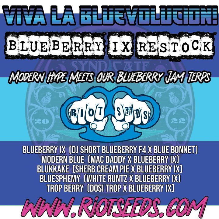 Blueberry IX Drop is OUT & 420 Drops from HNL and Elite Sherb and Runtz & OG KUSH!