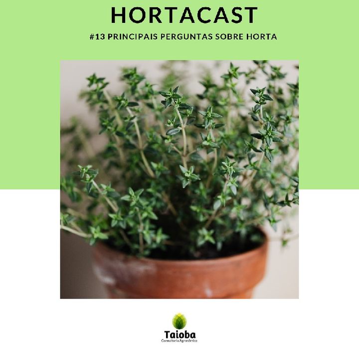#13 - Principais Perguntas Sobre Horta