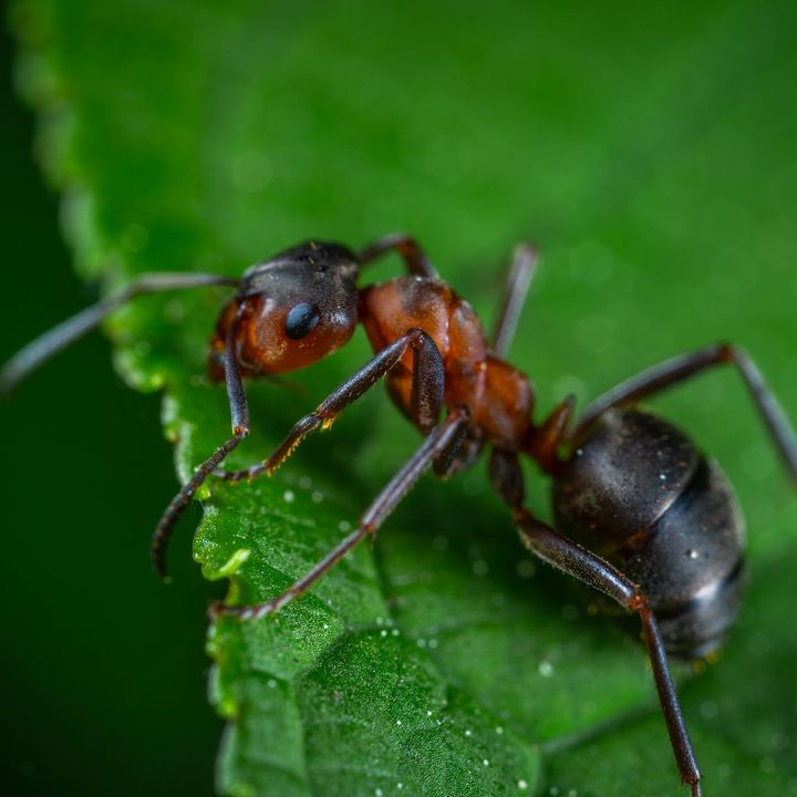 La cicala e formica